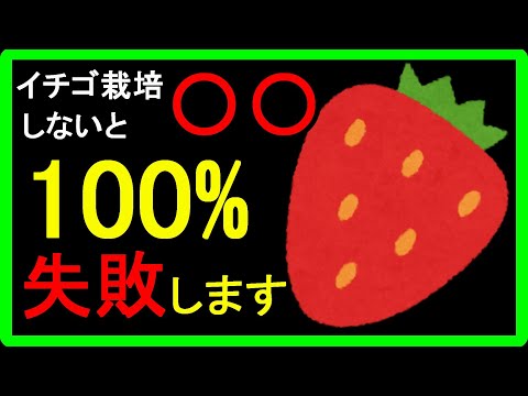 【イチゴの育て方】初心者向け！イチゴの栽培が失敗する理由は肥料？土？失敗しないコツを専門用語を使用せず、カンタンに分かりやすく解説しました！プランター栽培でも地植えでもOK【11月までが肝心です！】