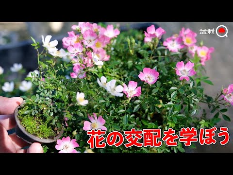 How to hybridize flower bonsai. How to distinguish between male and female trees [Bonsai Q]