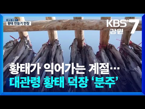 [포착! 현장7] 황태가 익어가는 계절…대관령 황태 덕장 ‘분주’ / KBS  2025.01.06.