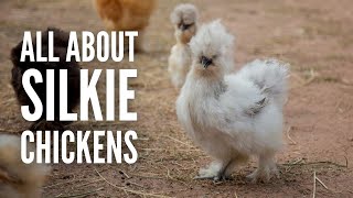 Silkie Chickens: Everything You Need to Know