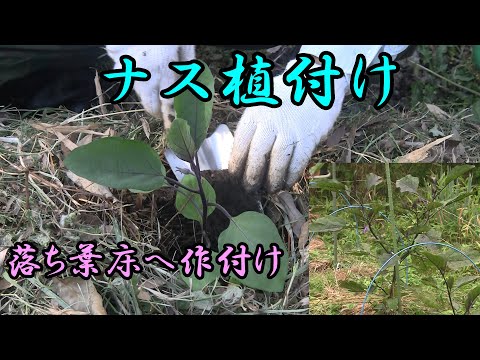 【ナス】落ち葉床にナス苗の植付け