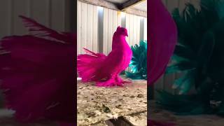 Pink & Green Laka Pigeon #pigeonvlog #beautyfullpigeonvlog #Amroha