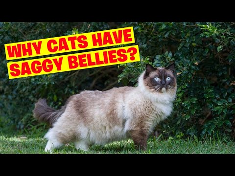 Why Do Cats Have Saggy Bellies