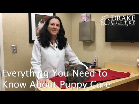 Everything You Need to Know About Puppy Care