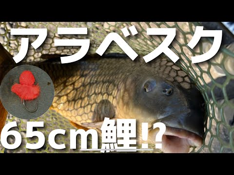 【釣り初心者の奇跡】初めての鯉釣りはアラベスクw