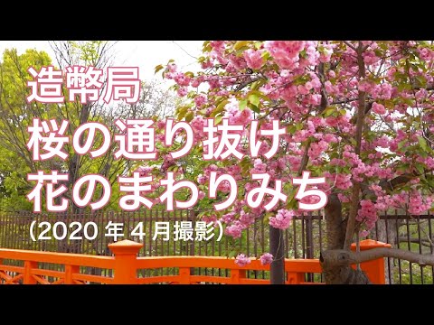 造幣局 「桜の通り抜け」「花のまわりみち」（2020年4月撮影）