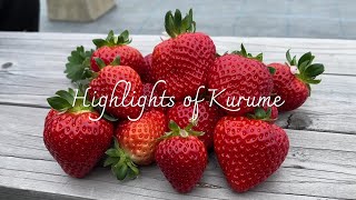 Highlights of Kurume（久留米の見どころ）