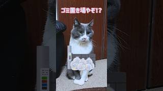 飼い主と出会った日のことを語る猫【簡易版】 #Shorts