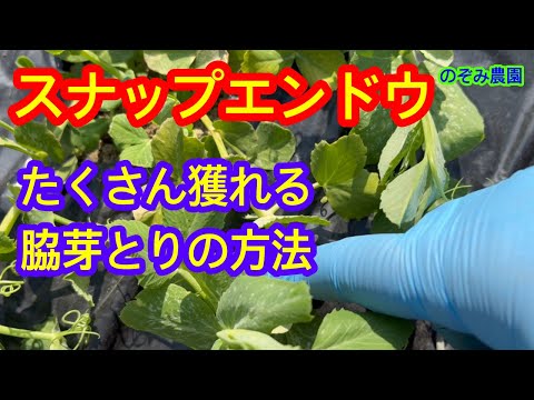 [Snap peas] We will explain how to remove side shoots to produce lots of fruit.