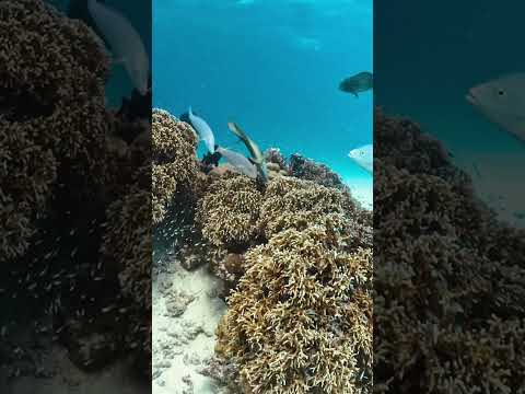 【水中スローモーション映像】沖縄県 渡嘉敷島 魚のバイト #highspeedvideo #slowmotion #coralreef #underwater #okinawa #fishbites