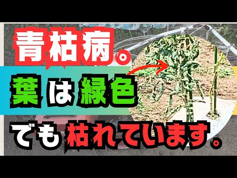 【青枯病】に【トマト】がなっていました😅