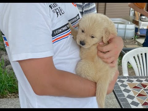 Buying a Golden Retriever in a Dog Breeder House