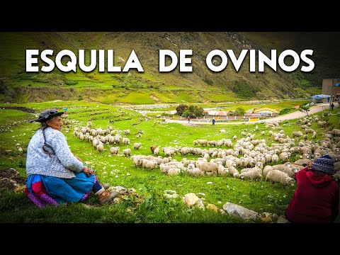 ESQUILA de GANADO: manteniendo viva una tradición ancestral – Huari | DOCUMENTAL