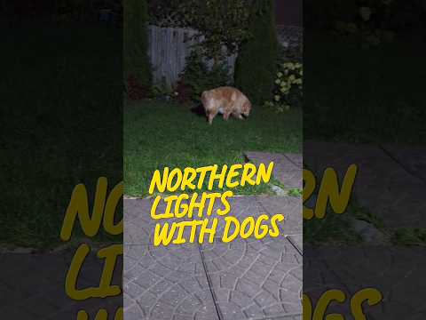 Northern lights with dogs and pixel phone. #dogs #goldenretriever #pixel7