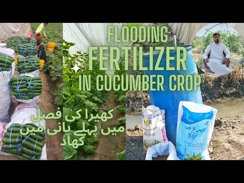 FLOODING FERTILIZER TO CUCUMBER CROP || کھیرا کی فصل میں پہلے پانی کے ساتھ کھاد || DAAD'S AGRI FARM