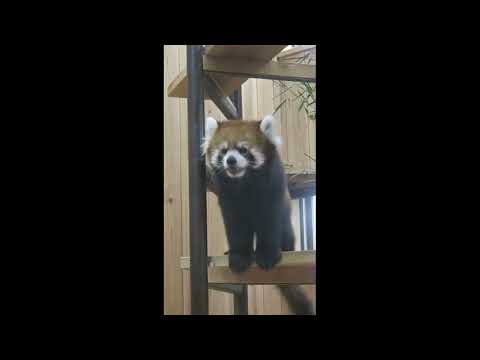 【東山動植物園】レッサーパンダ　#shorts 　