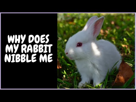 Why Does My Rabbit Nibble Me