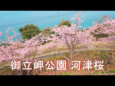 【河津桜＠御立岬公園】4K GH6