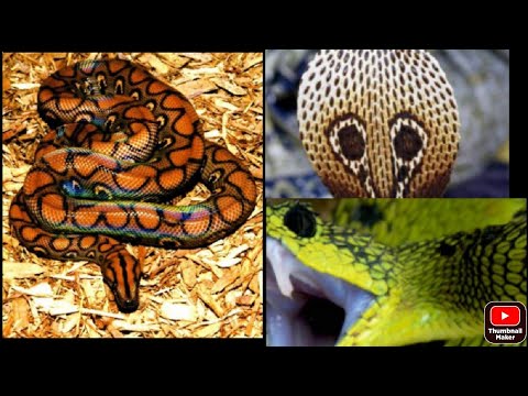 colourful snakes /amazing nature/ snakes/ big snakes