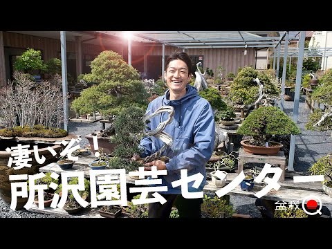 Tokorozawa Gardening Center is amazing! [Bonsai Q]