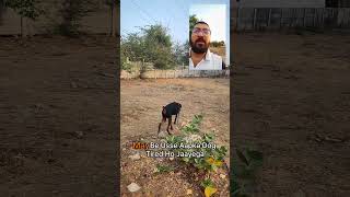 Walks For Dogs | #dogtraining #doberman #doginformation #dogs #shorts #gujarat