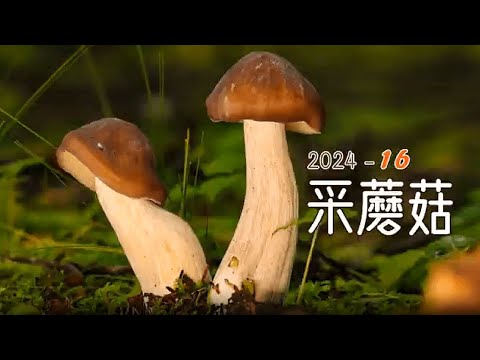 北上哈巴村采蘑菇，褶孔牛肝菌，铜绿菌。#田园生活 #mushroom #旅游 #采蘑菇