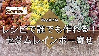 【Vlog704】【多肉植物】冬だからこそ楽しめる🌈品種レシピで誰でも作れるセダムのレインボー寄せ【セリアのカトラリーボックス】