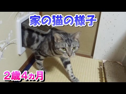 家にいる猫の行動（アメリカンショートヘア）