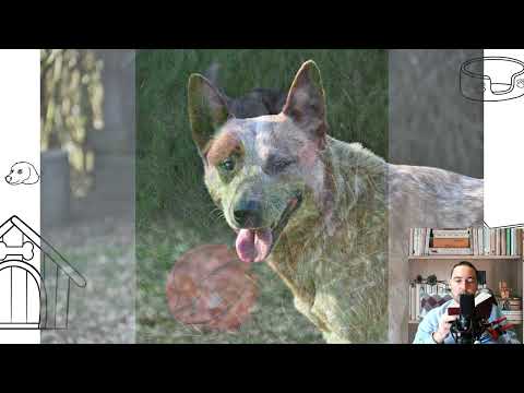 Australian Cattle Dog