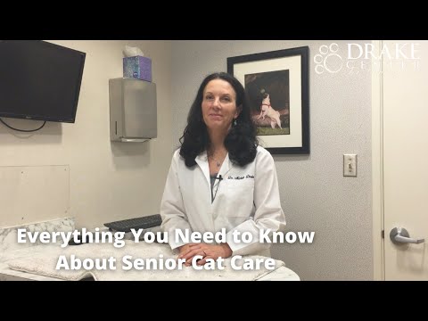 Everything You Need to Know About Senior Cat Care