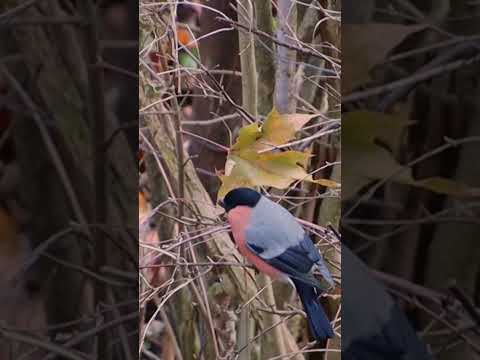 Bullfinch in the wild