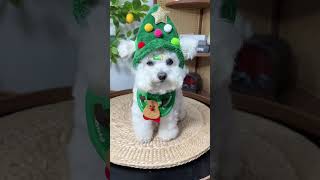 Pets lover : who needs reindeer when you have me #happypets #pets #petlovers #christmas