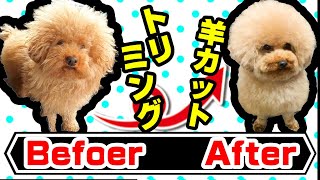 トイプードルの羊カットとテディベアカット【犬のトリミング】【犬のおすすめカット】【ムギカル】#64