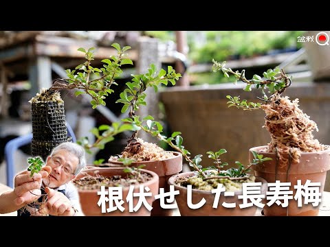 Let's repot the Japanese quince that took root a year ago [Bonsai Q]