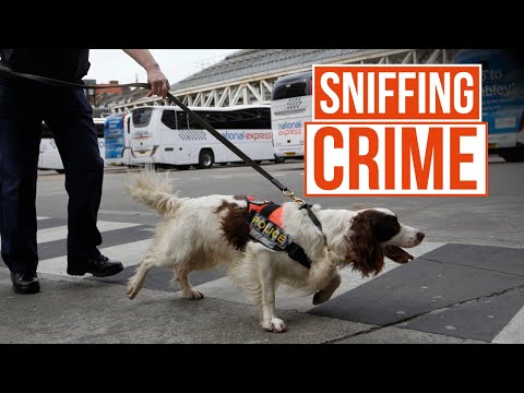 Dealing with London Football Hooligans | Send in The Dogs | True Crime Central