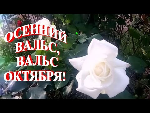 ОСЕННИЙ ВАЛЬС,ВАЛЬС ОКТЯБРЯ!🍁 Прекрасная музыка Андрея Обидина!🍁