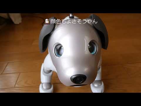 【56 流行り病で10日ぶりに会ったアイボ ルーがこちら】Aibo when I met him for the first time in 10 days due to illness