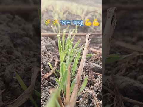 गेहूं की खेती #गेहूं का जमाव #agriculture #farming #tej kisan Mitra #youtub #वायरल videos #