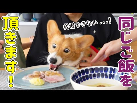 愛犬と一緒に高級フレンチをいただきました！