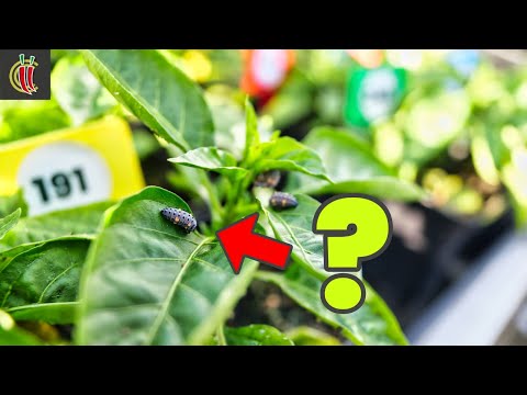 ChilliChump Garden Update, "Pepper X" & eBay/Etsy Experiment, CCSK2024 Progress  - May 2024