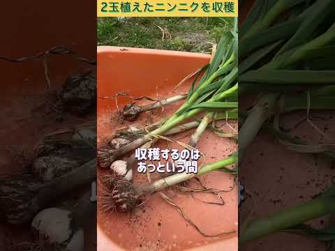 2玉植えたニンニクを収穫したよ