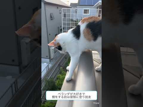 【#ネコcat  】ミーちゃん祝　1歳のベランダ手すり渡り