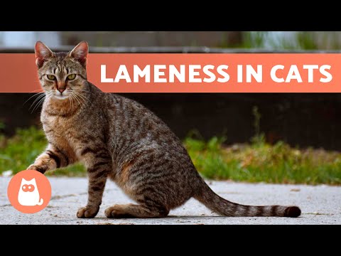 Why Is My CAT LIMPING on ONE LEG? 🐱🐾 (5 Possible Causes)