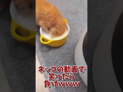 ネッコの動画で笑ったら負けｗｗｗ　#2ch #2ch動物スレ #2ch面白いスレ #動物 #犬 #猫 #癒やし #ねこ