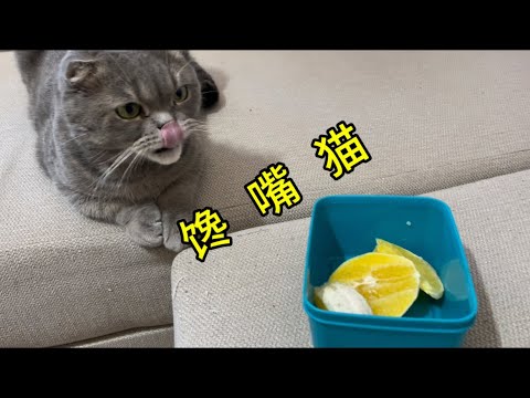 馋嘴猫一只#折耳猫