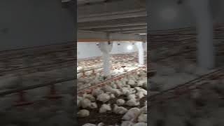 poultry farm 20000 birds, #poultryfarm #poultryfarming #poultrydays #chickenfarm