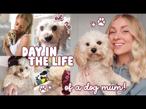 DAY IN THE LIFE of a cavapoo & her dog mum 🐶💗