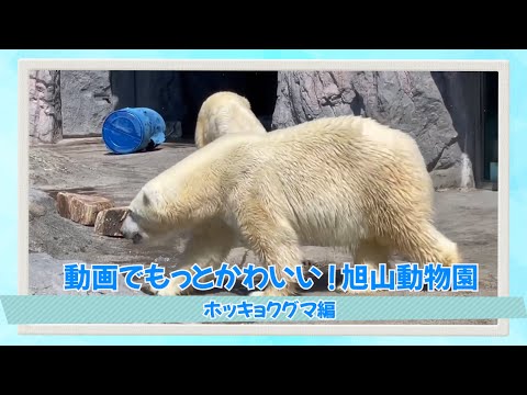 動画でかわいい！旭山動物園＜ホッキョクグマ編＞