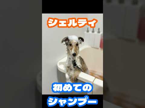 シェルティ 初めてのシャンプー愛犬のシェルビーくんの初めてのシャンプーです。#シェルティ#シェットランドシープドッグ #愛犬