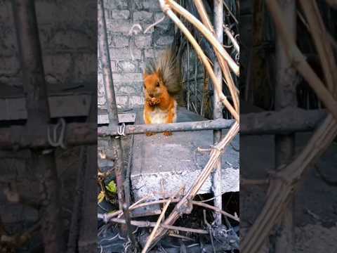 Как ест белочка/How does the squirrel eat